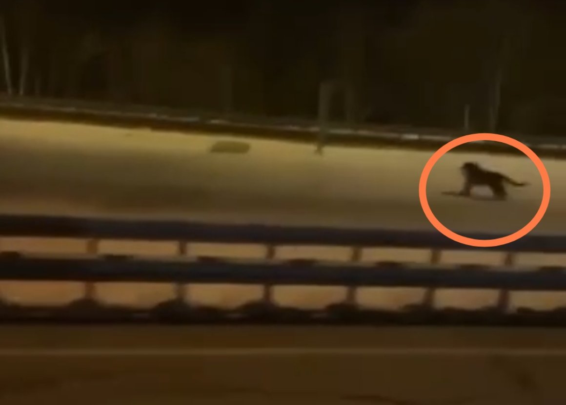 Тигр всё ближе к людям: хищник появился в черте города в Приморье