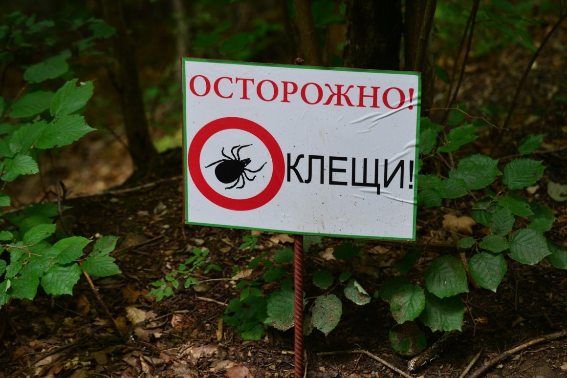 Новые опасные виды клещей обнаружили российские учёные