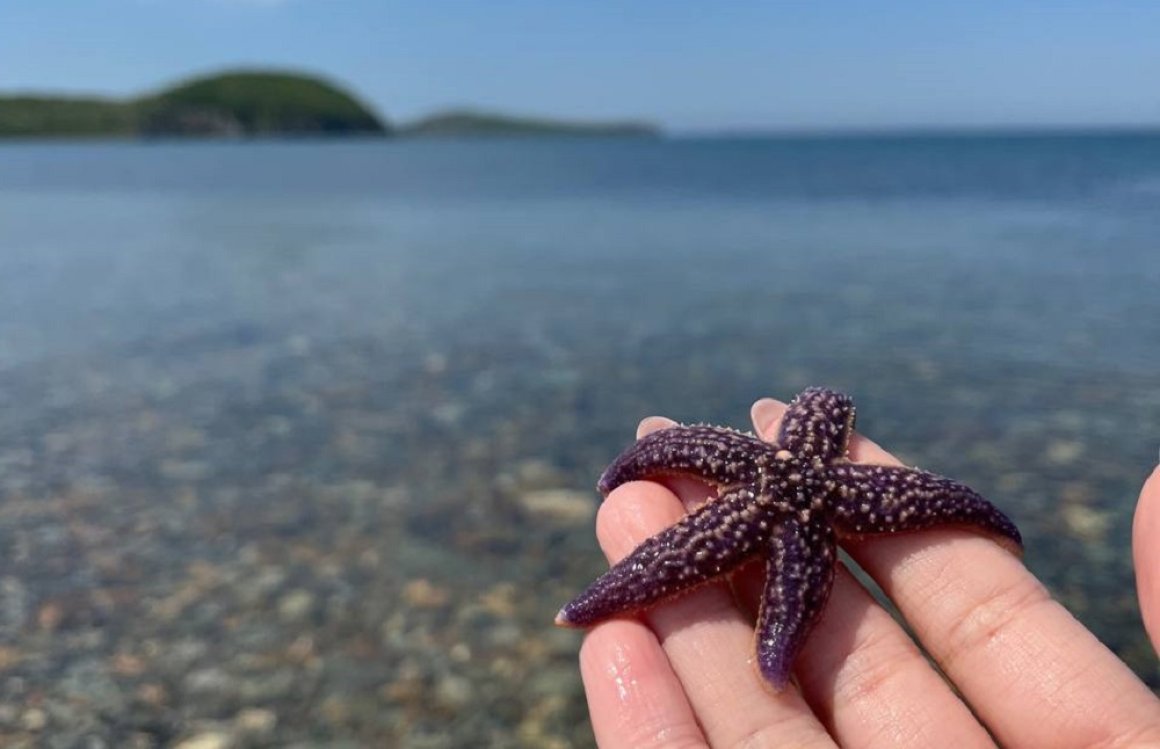 Порошок из Владивостока  сможет очистить морскую воду от опасного канцерогена