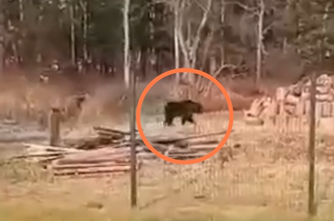 «Ходит медведь прям к школе»: пугающее видео сняли в Приморье