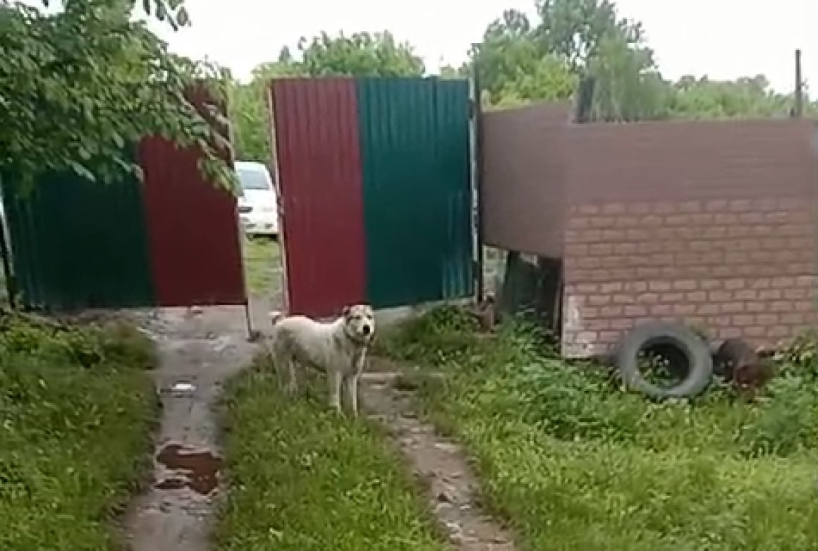 Жительница Приморья отбилась от тигра петардой