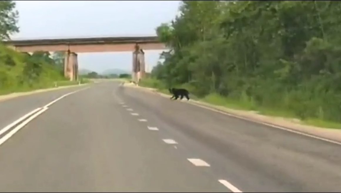 Медведь бродит в популярном у грибников месте в Приморье