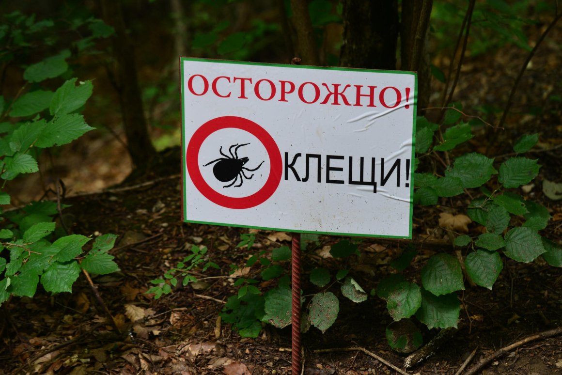 Клещи атакуют людей в пяти городах и двух округах Приморья